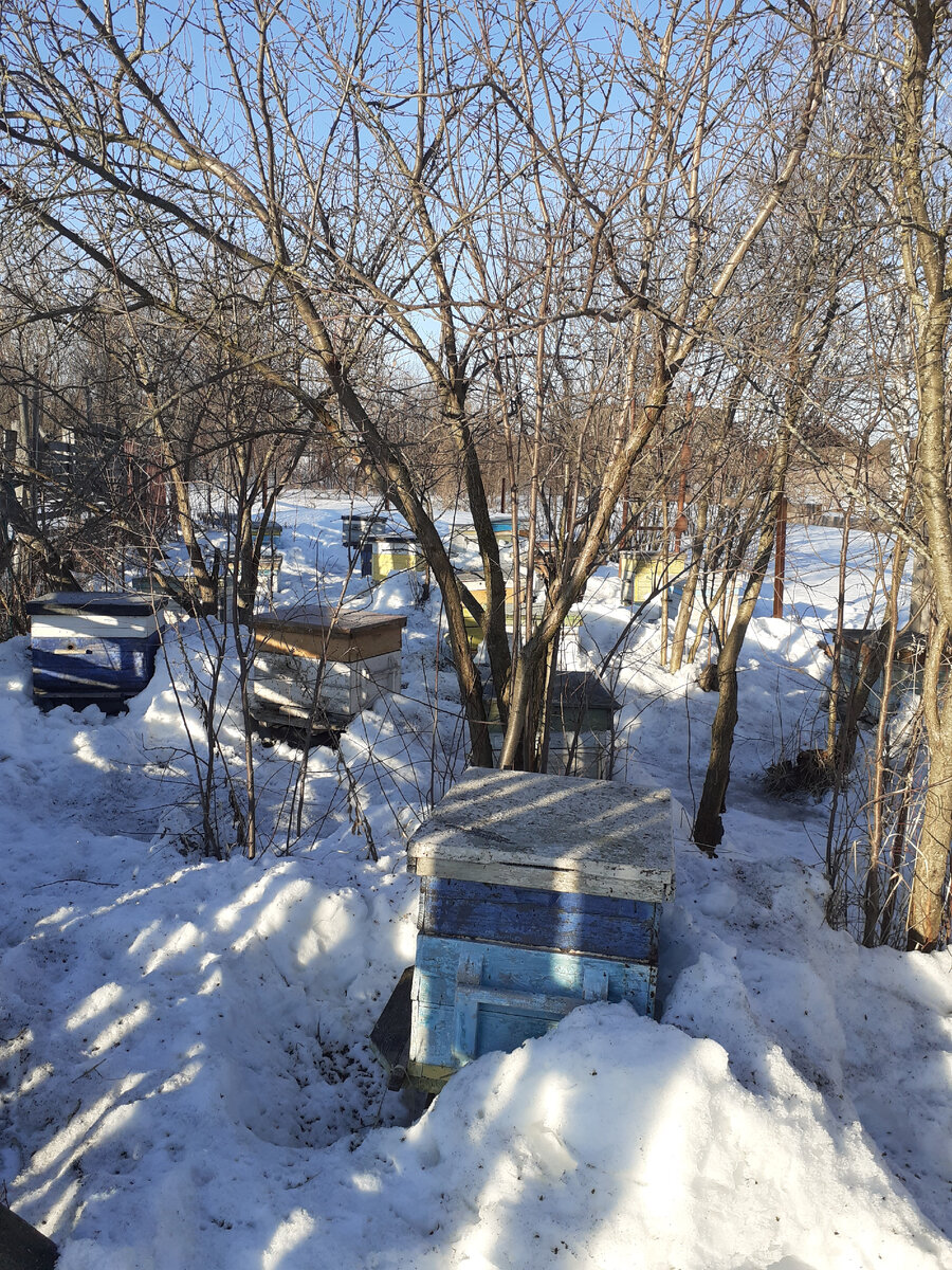 Пчёлы-это не только ценный мёд!) немного про подмор. | Мы в городе и в  деревне) | Дзен