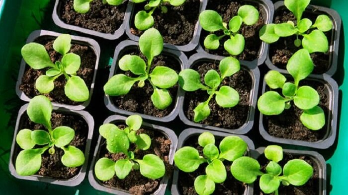 Рассада будет здоровой, если во время использовать этот препарат