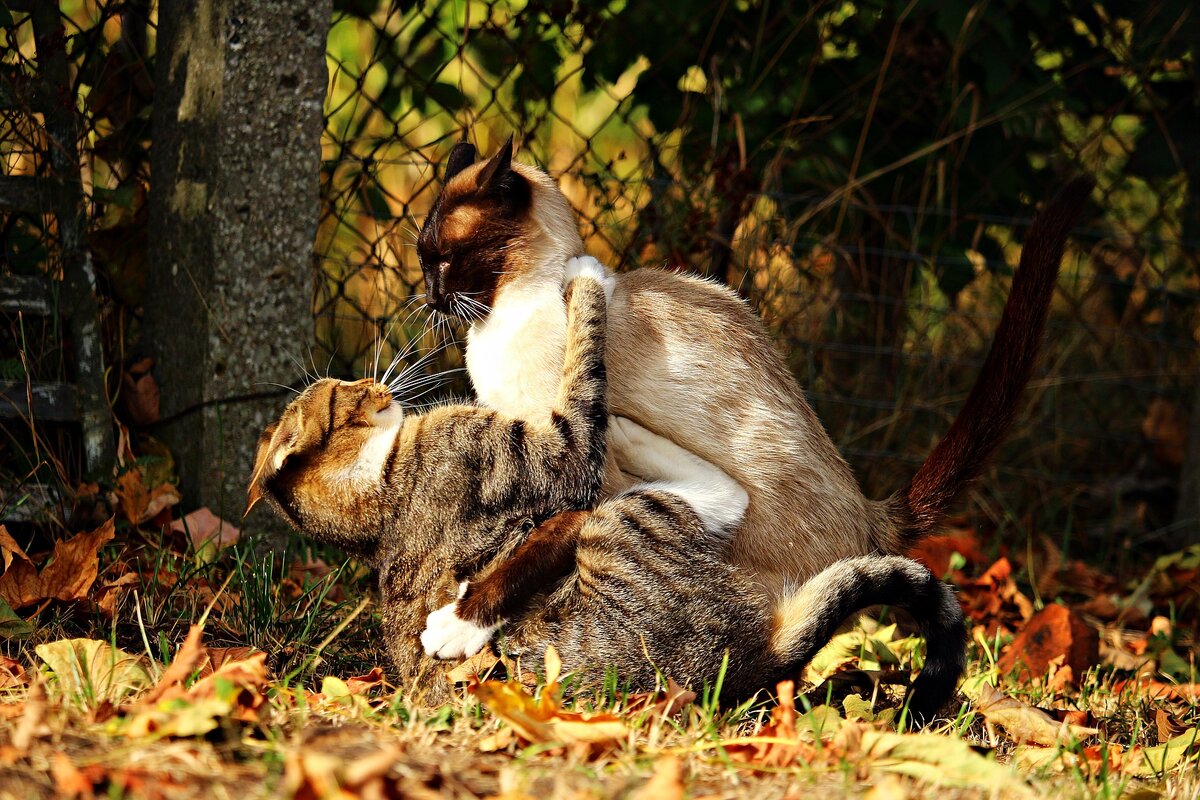 https://pixabay.com/ru/photos/кот-боевой-драку-котенок-сиамский-2738361/