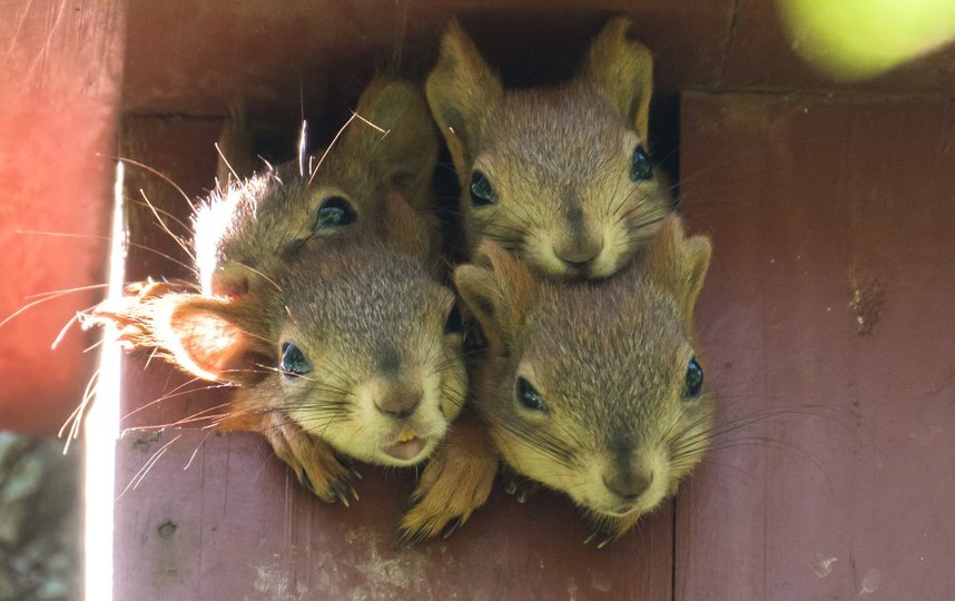 Парк «Березовая роща»