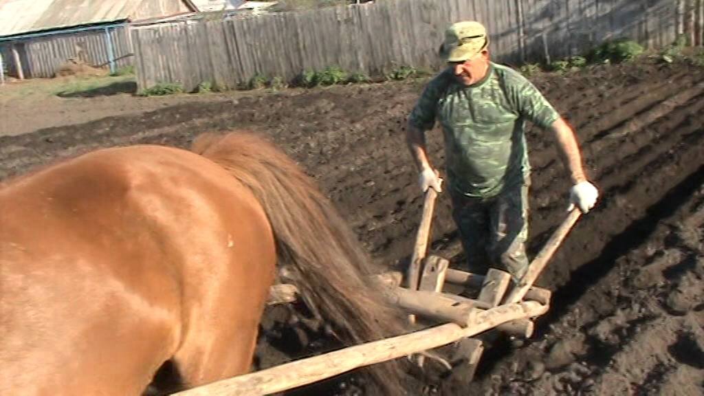 Старая, добрая соха. Именно с ее помощью раньше сажали и выпахивали картофель. Источник: яндекс картинки.