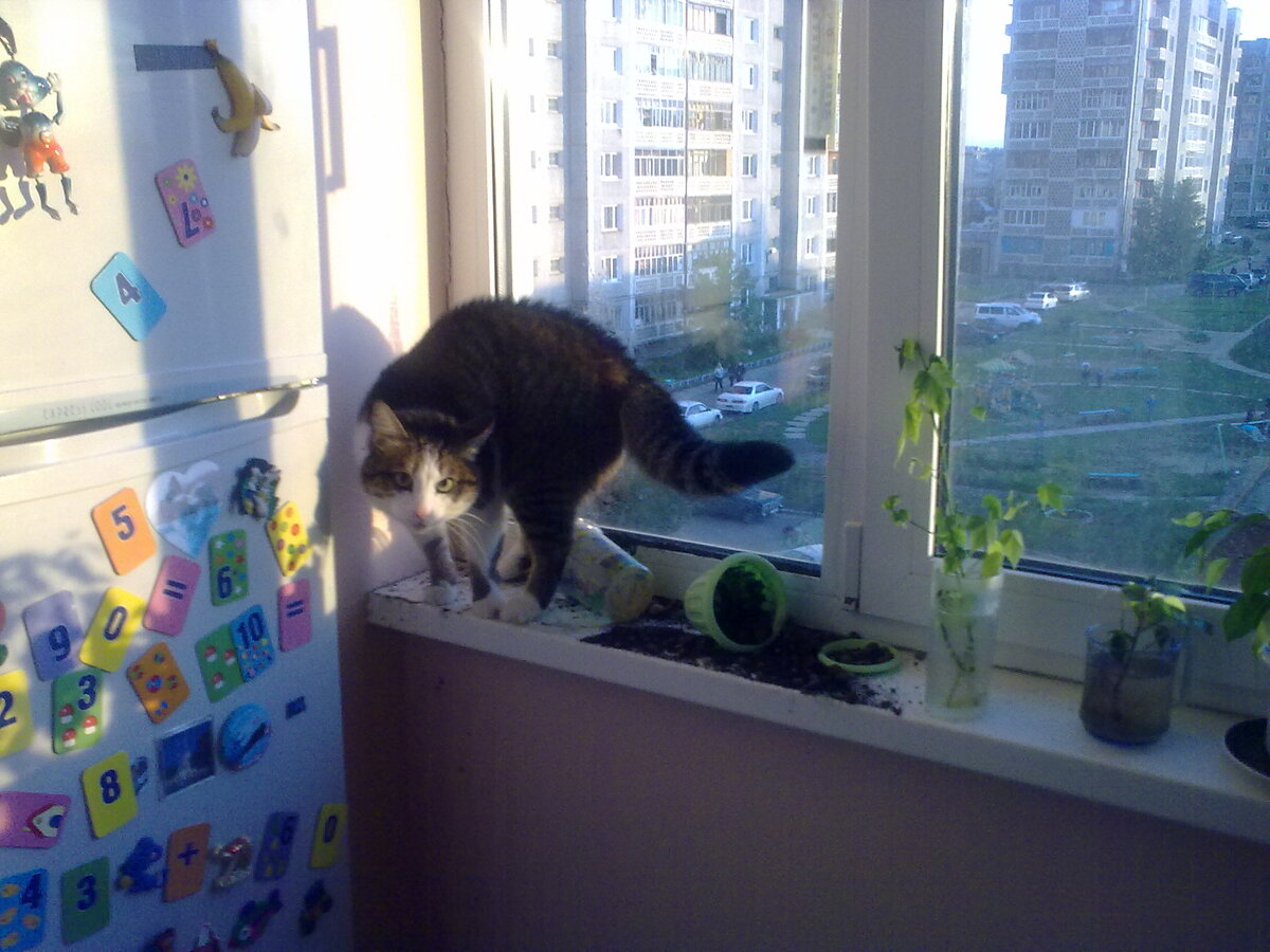 Взлёт на подоконник прошёл успешно!