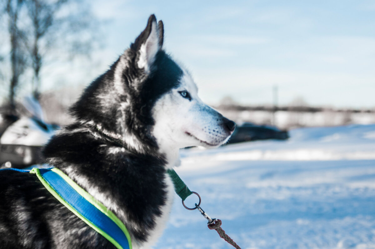 Dogs us. Дикий хаски дзен. Лайма Хаси бури. Хаси Васи. Дикие хаски Хабаровск.