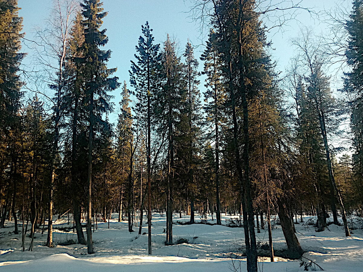 В апреле на Кольском снега ещё много, но уже появились первые проталины.