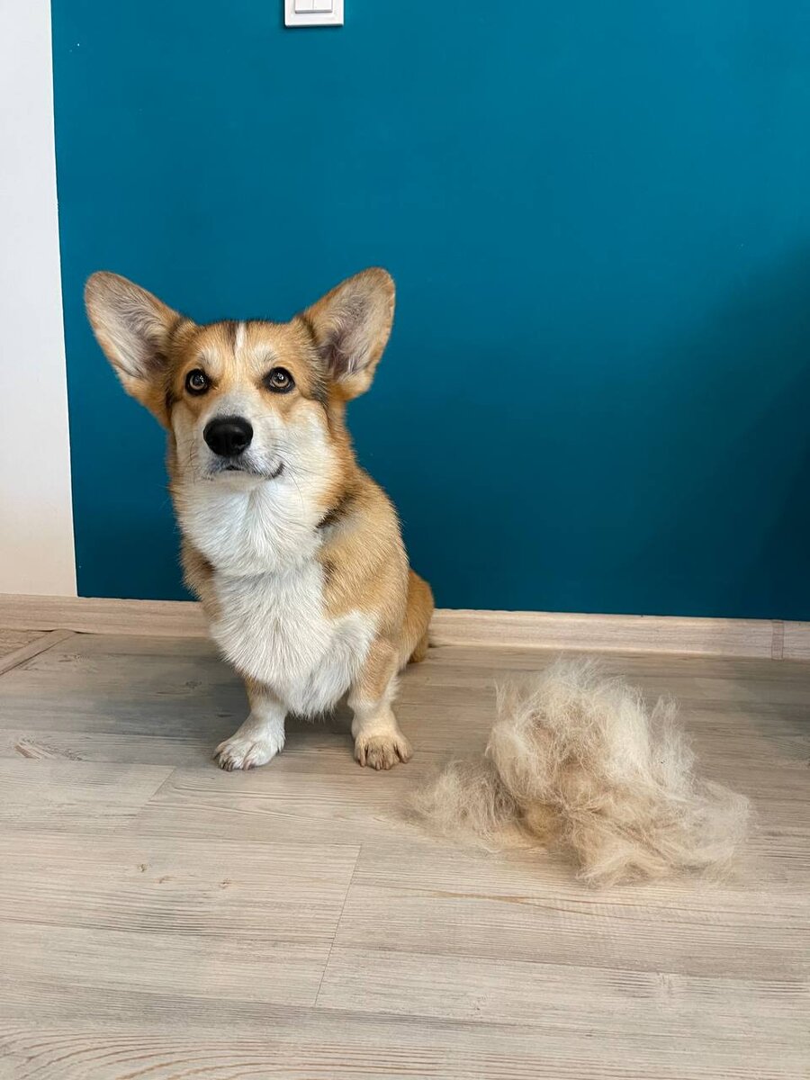 Бублик и его мохнатый друг