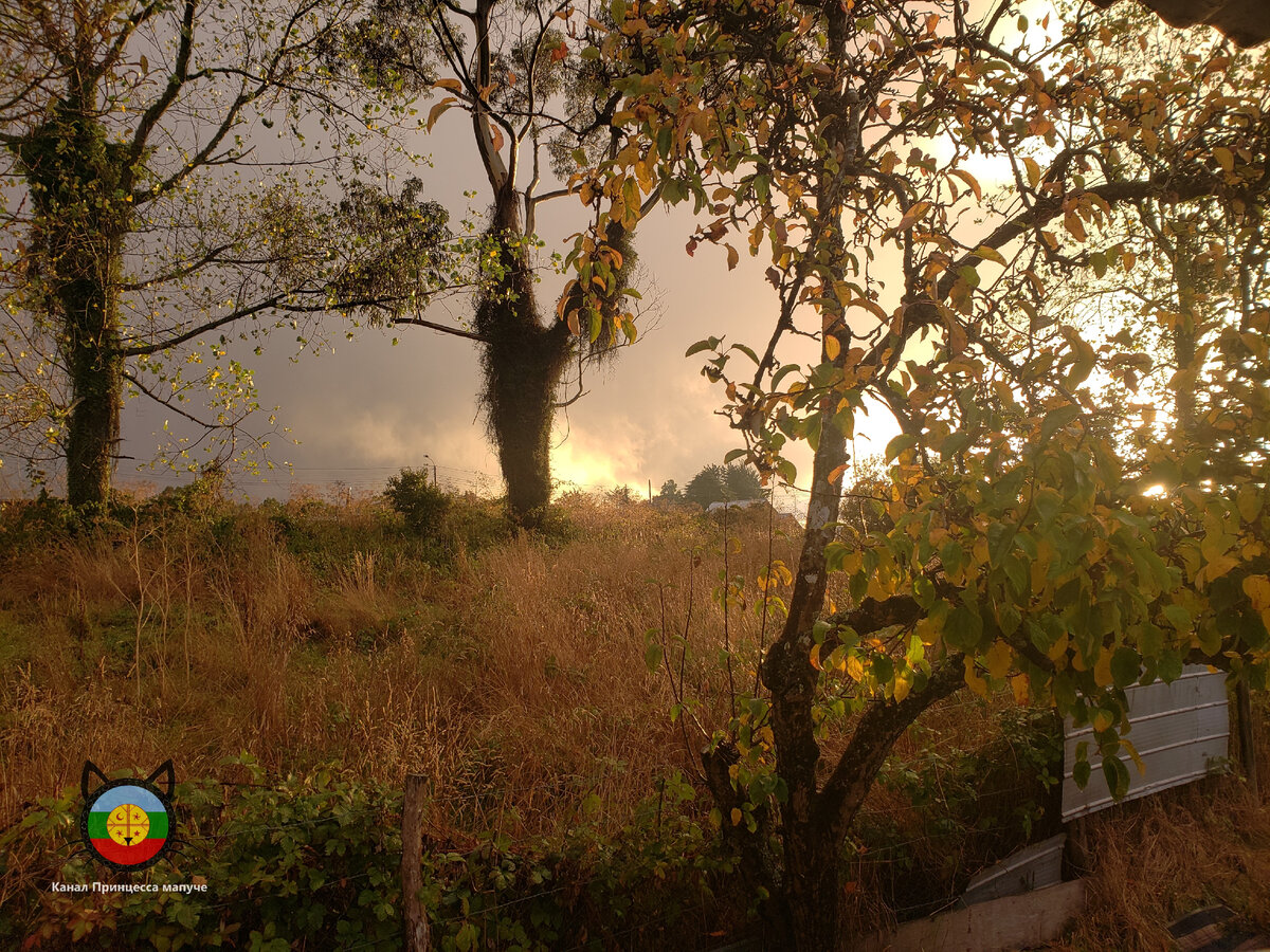 Вид из моего окна осенью