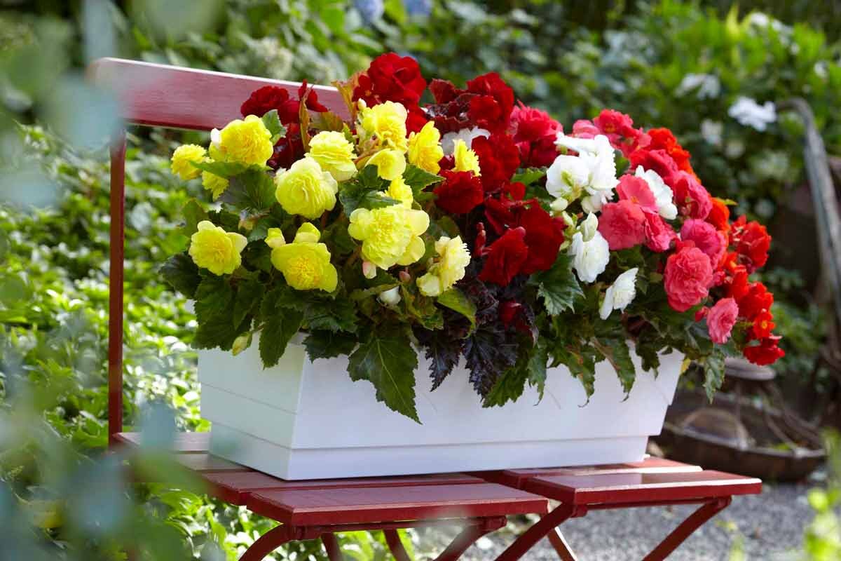 7 вариантов вазонных цветов и растений, на зависть соседям