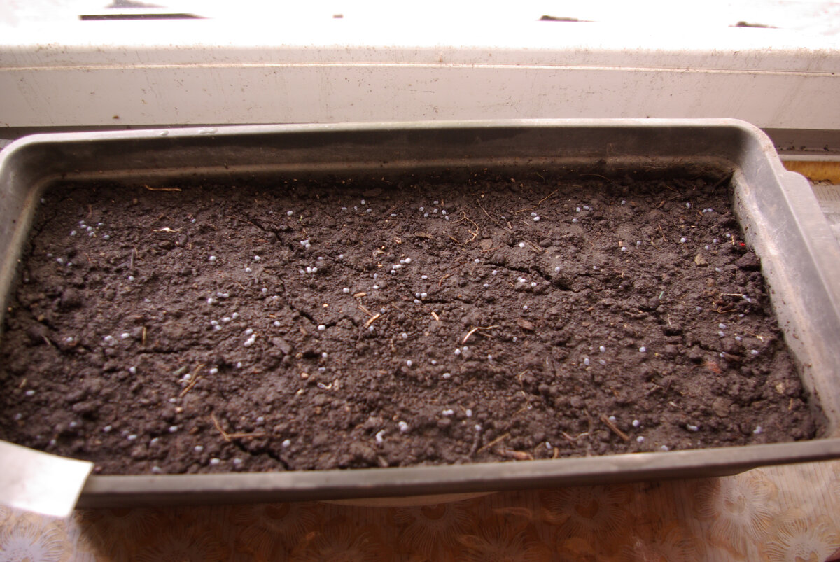 В черный ящик посеян пакетик семян базилика.