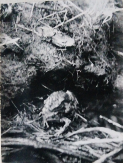 Фото из семейного архива.Это весна.,