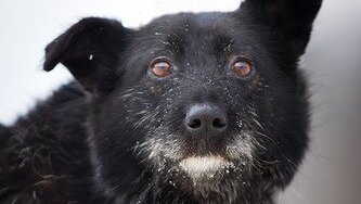 На собаку несправедливо показывали пальцем, но она обошла всех красивых собак приюта