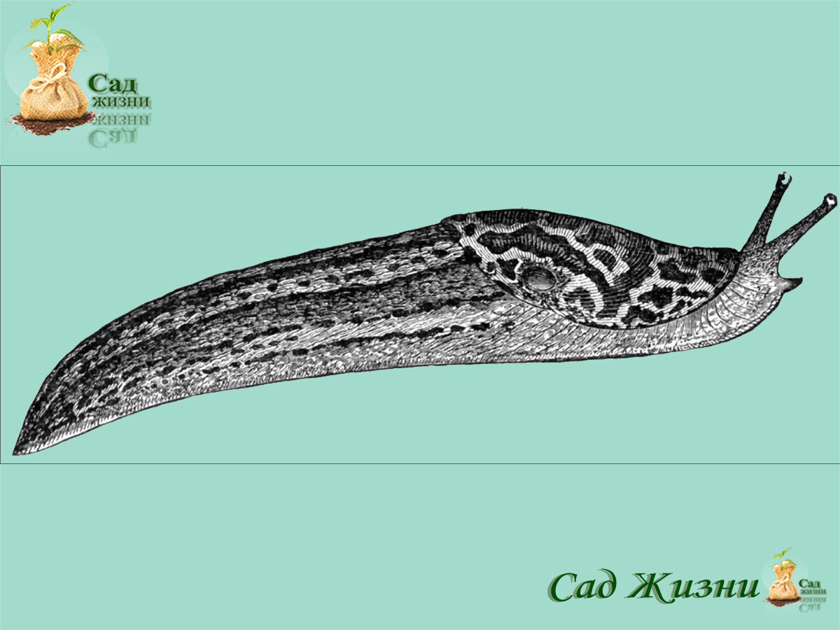 Методы борьбы со слизнями
