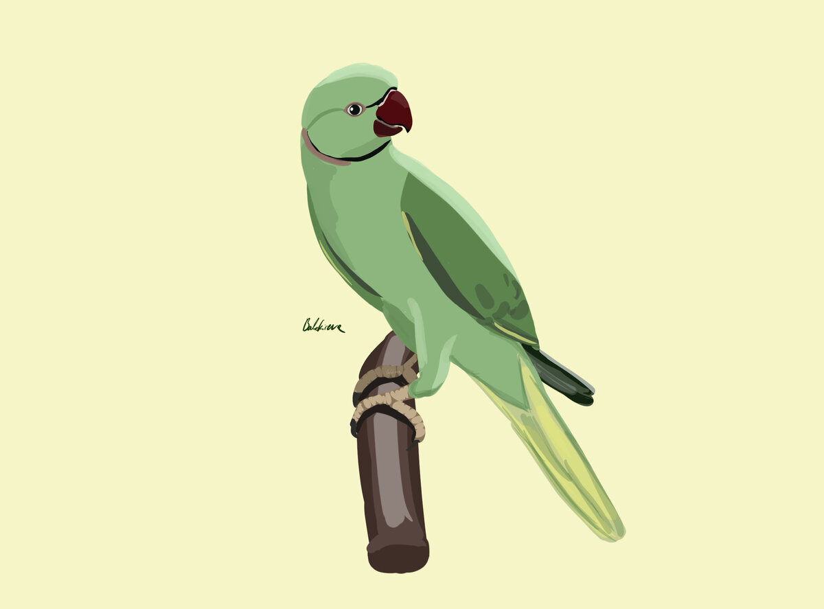 Моя иллюстрация ожерелового попугая. 