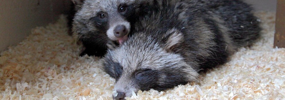 Источник: rspca.org.uk