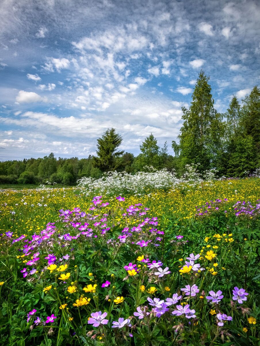 Фото луга в хорошем качестве