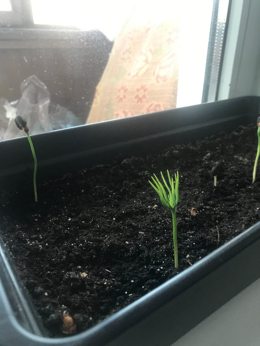 Проросли орешки.