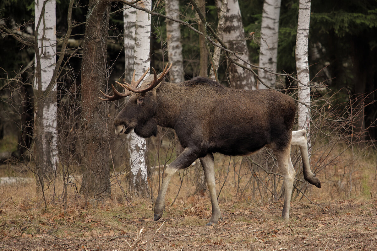 Фото: Svetlana Golovanova