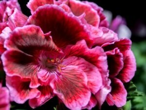 Пеларгония 