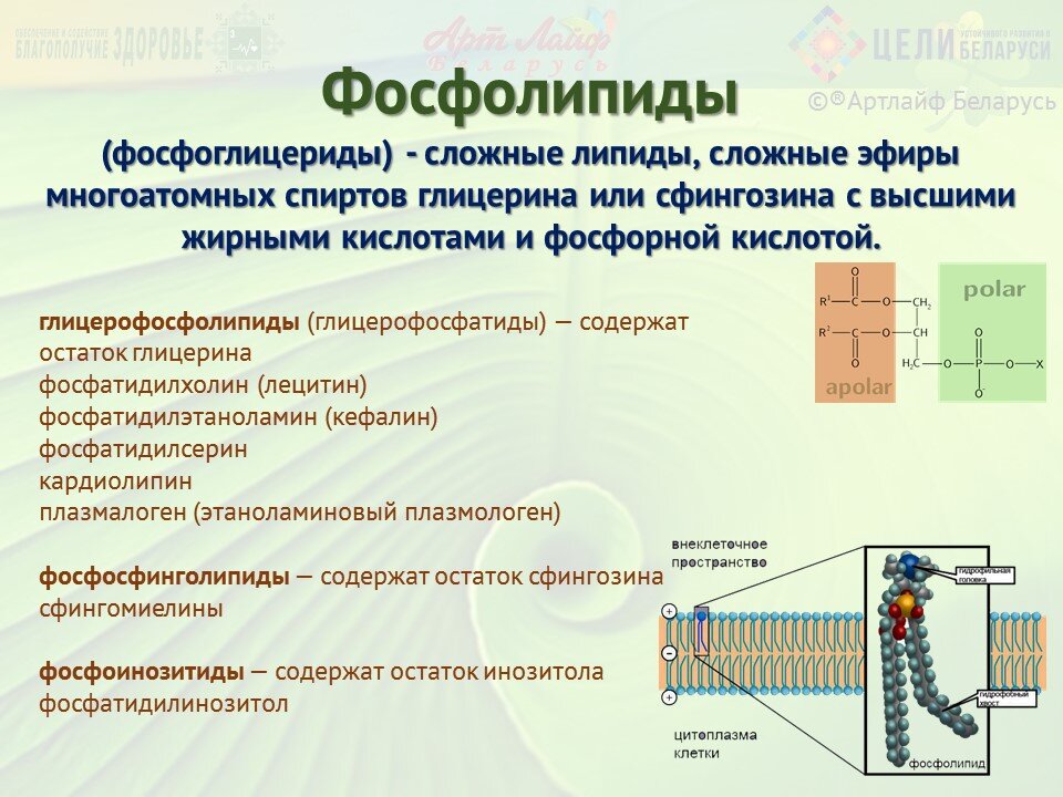 ©® Артлайф Беларусь
Фосфолипиды (фосфоглицериды) - это сложные липиды, сложные эфиры многоатомных спиртов глицерина или сфингозина с высшими жирными кислотами и фосфорной кислотой.