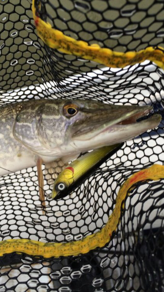 Килограммовая щучка схватила волкера 