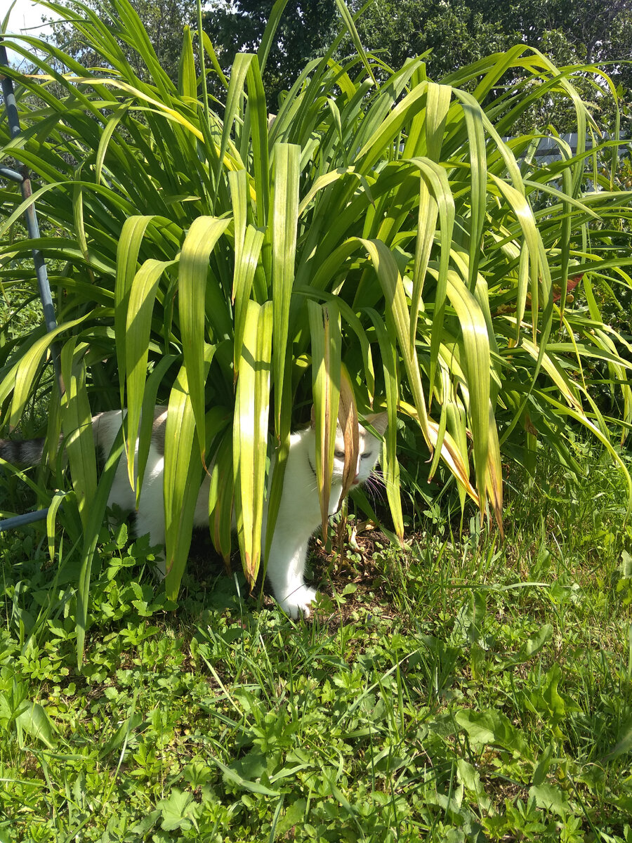 Клякса на даче год назад