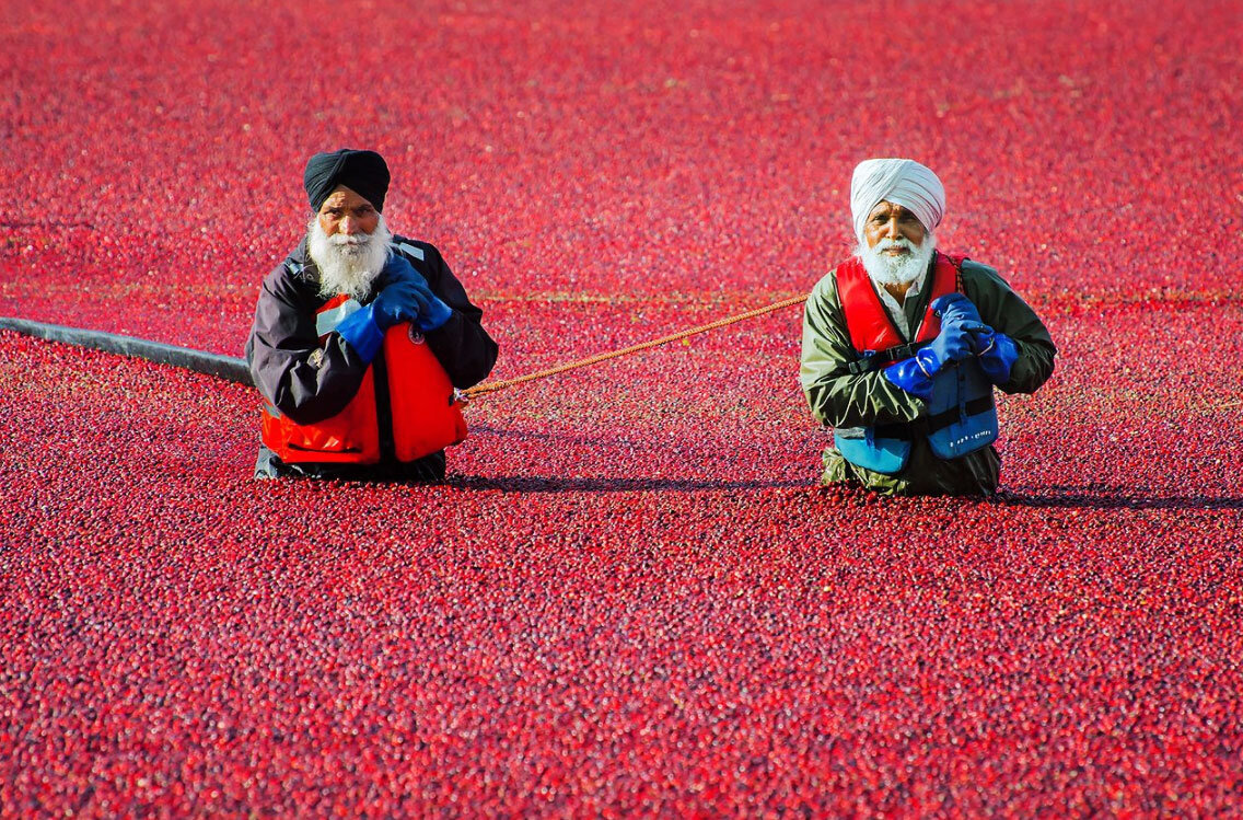 Сбор урожая клюквы в Канаде 