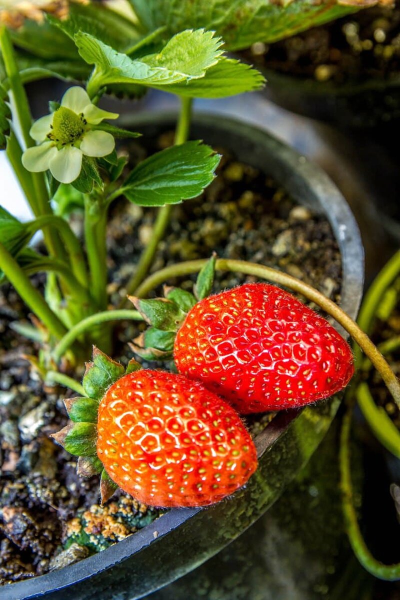 клубника с нашей гидропоники