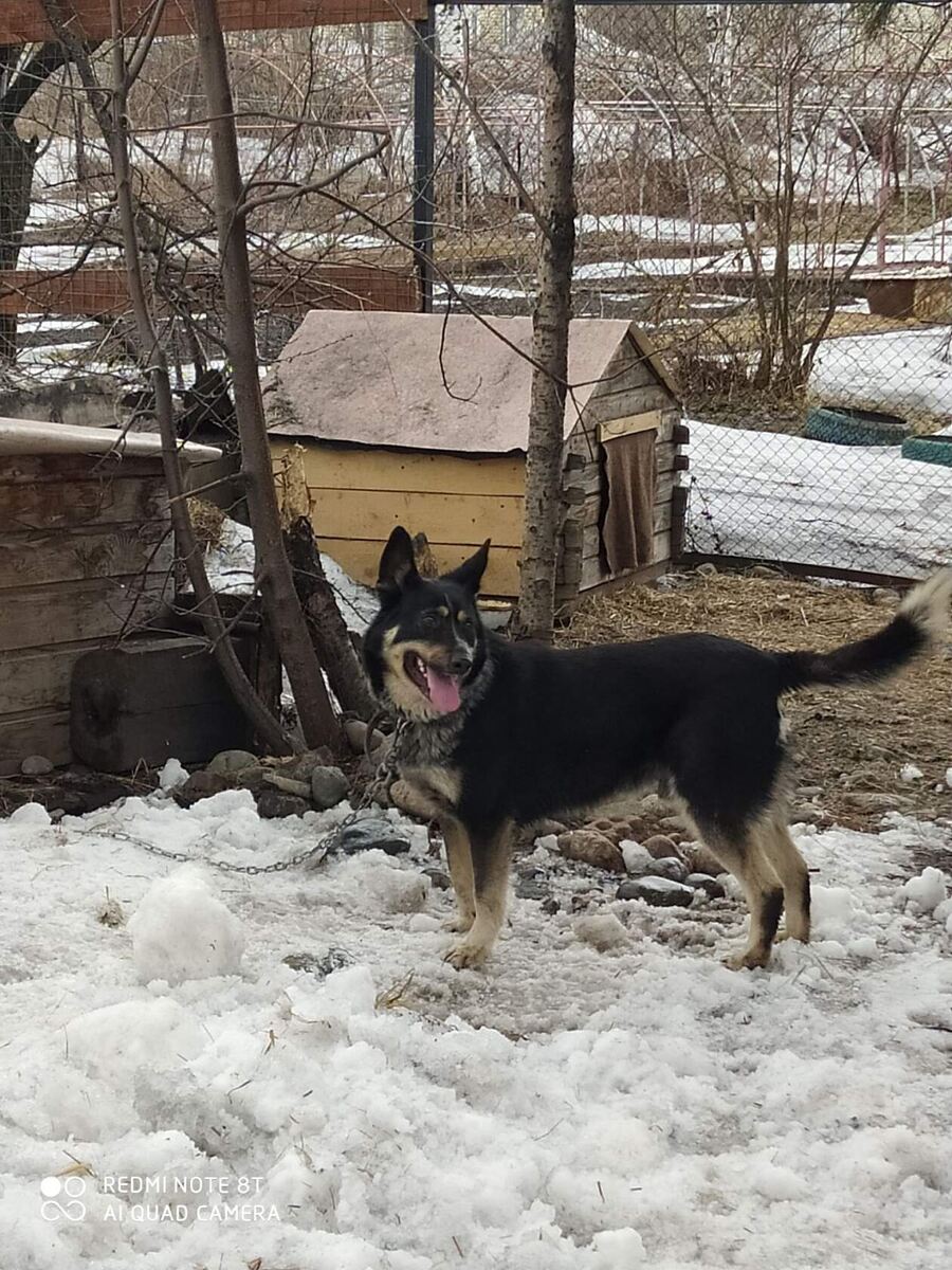Грей
