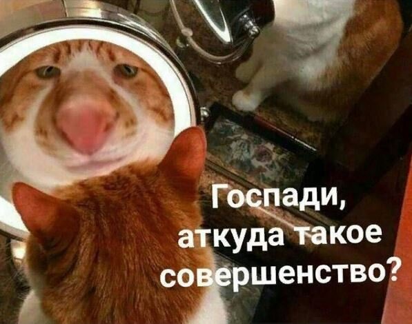 учимся хвалить себя у котиков