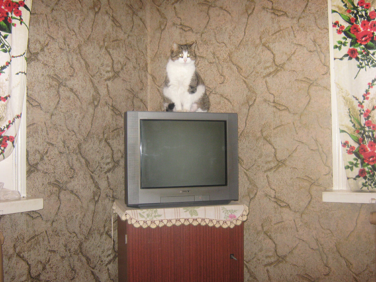 Демонстрирует IQ. Фото мое.