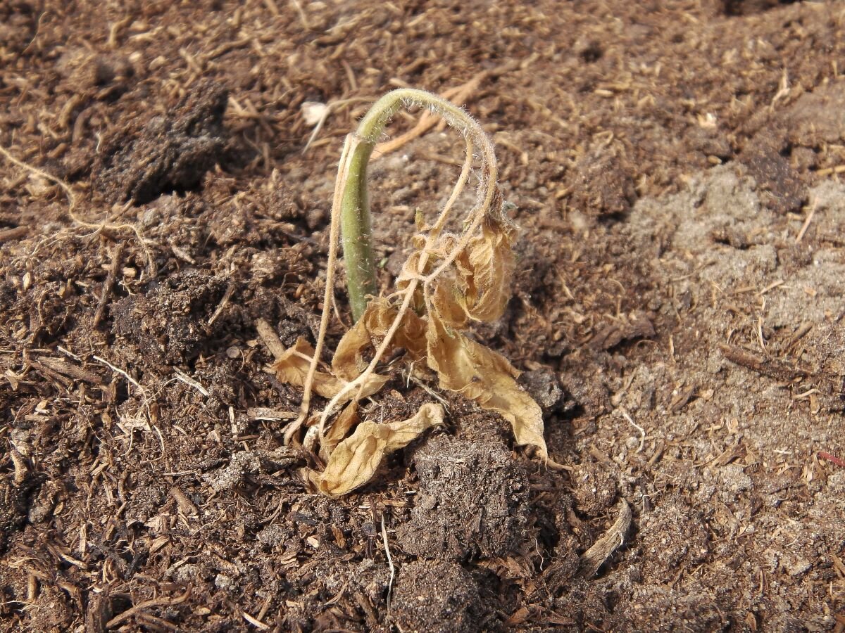 Рассада замерзла в теплице. Фото автора