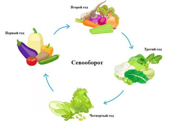 Рекомендую придерживаться стандартной четырех летней системой севооборота. Если вы не выращиваете какую-то из групп, то можно отделить картофель от группы томатов, перцев, баклажанов и чередовать через год на одной и той же грядке, а одной из грядок и вовсе позволять "отдыхать", целиком засеяв сидератами. Это позволит восполнить ее питательными веществами и улучшить качество почвы.