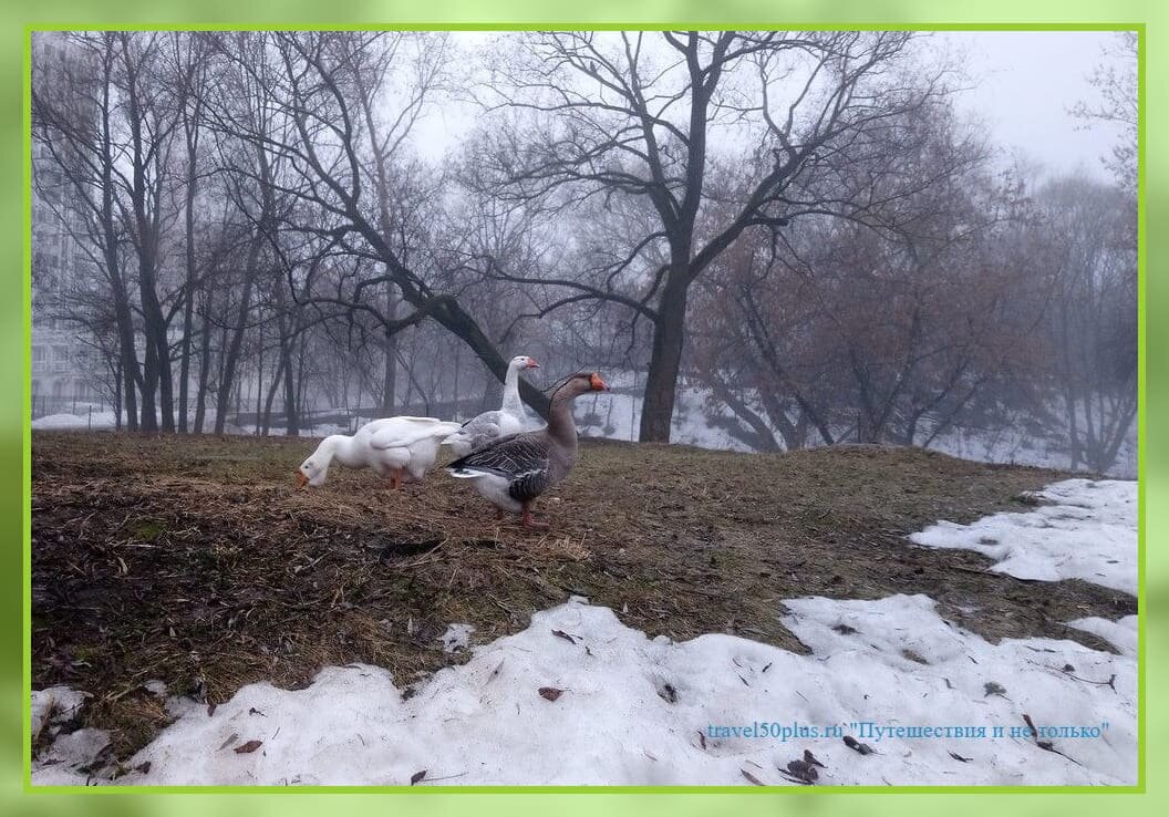 Ранним утром 01 апреля по парку гуляют гуси.