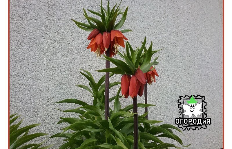 Фритиллярия Императорская (Рябчик) 29 апреля