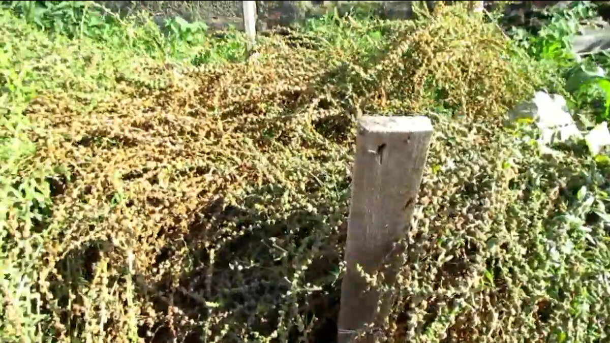 Семена созрели. Пришло время сбора.