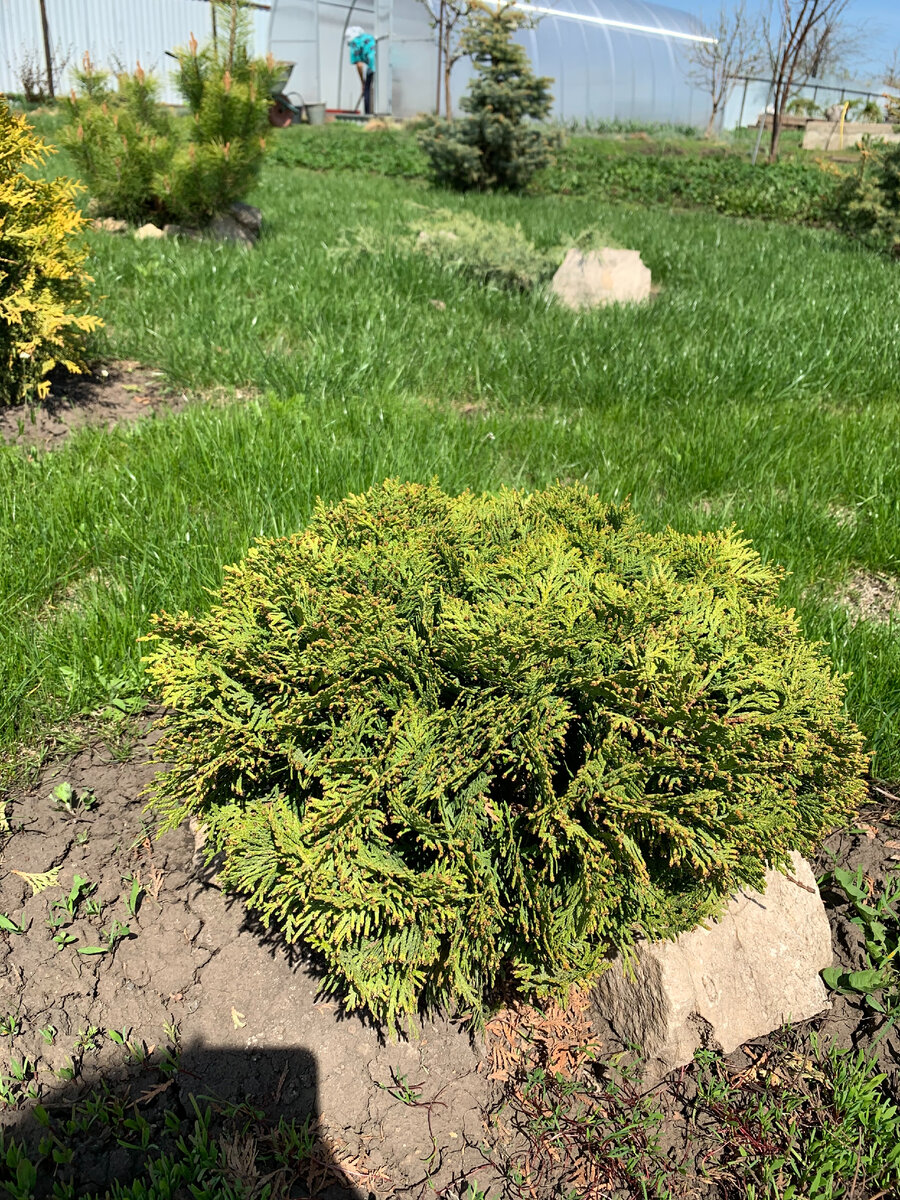 Та самая Даника