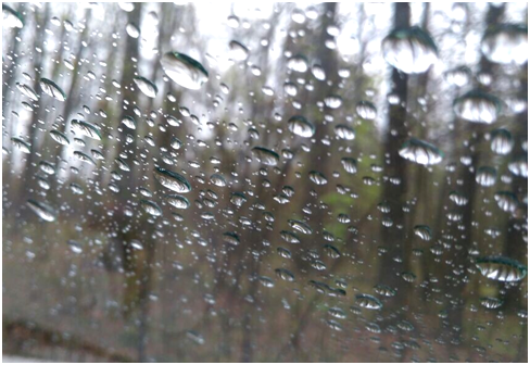 Дождь грибнику не помеха, и все же...