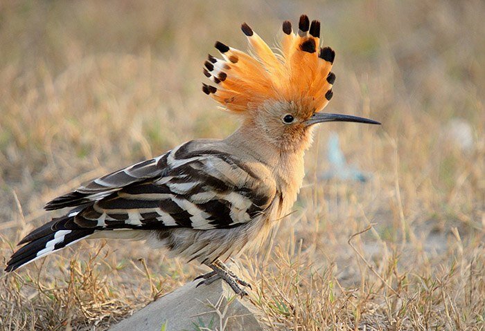 Удод (Upupa epops). Фото: Rajiv Lather
