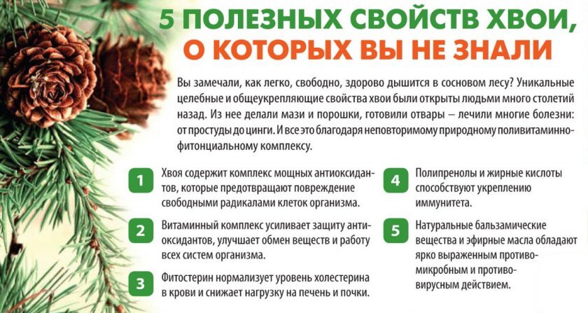 Хвоинки расположены по две в пучке, (2,5-) 4—6 (-9) см длиной, 1,5—2 мм толщиной, серо- либо сизовато-зелёные, как правило, слегка изогнутые, края мелкозубчатые, живут 2—6 (-9) лет (в Средней России 2—3 года). Верхняя сторона хвоинок выпуклая, нижняя желобчатая, плотная, с хорошо заметными голубовато-белыми устьичными линиями.