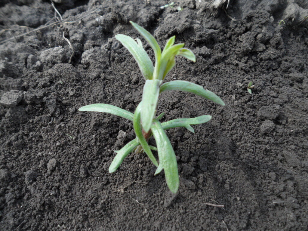 Молодая поросль эстрагона