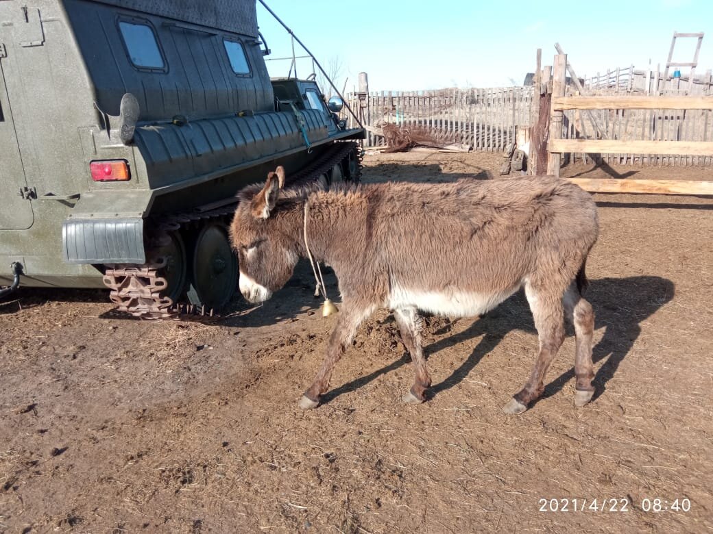 Посетил лошадиную ферму. Узнал, кто такие русские гиганты🐴 | А.Стерхов:  путешествия | Дзен