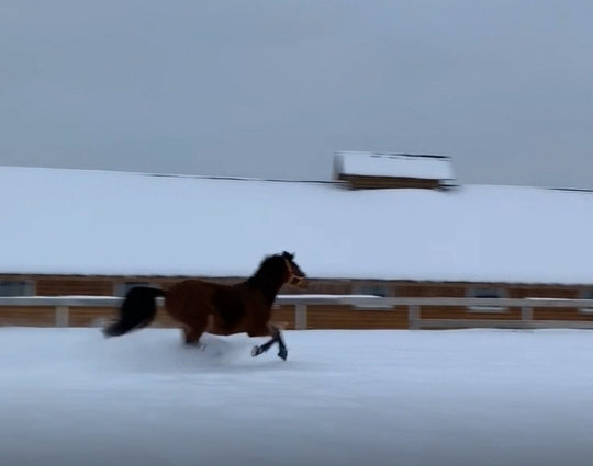 Фото - Джуниор.