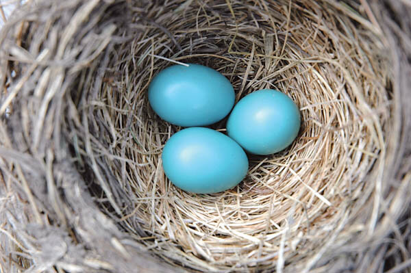 Вот источник вдохновения для цвета Tiffany 