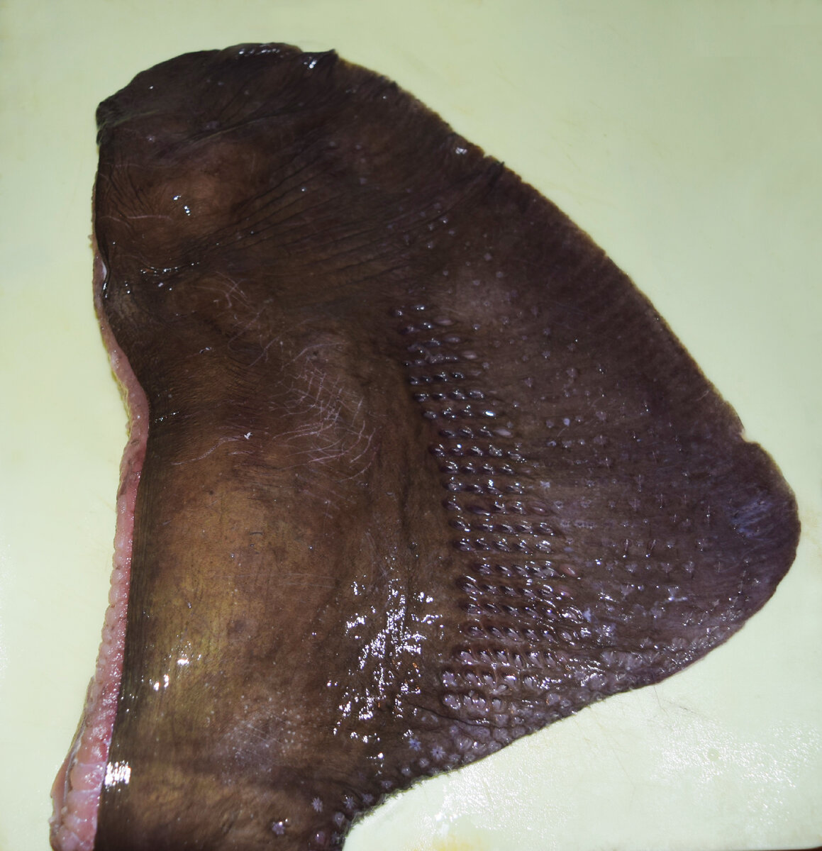 Крыло ската с "лицевой" стороны