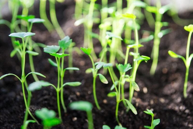 Рассада (Фото используется по стандартной лицензии ©ogorodnye-shpargalki.ru)