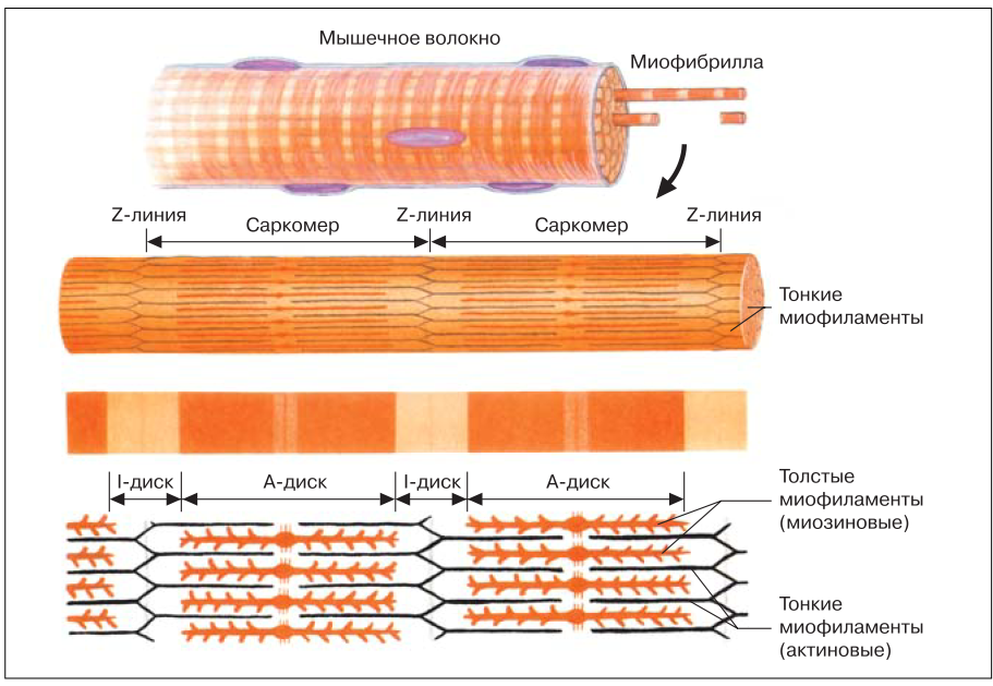 Каким номером на рисунке обозначена миофибрилла. Мышечное волокно саркомер. Схема саркомера миофибриллы мышечного волокна. Структурная организация миофибриллы. Саркомер.. Строение мышечного волокна саркомер.