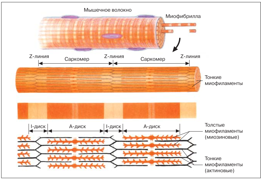 Схема строения миофибриллы