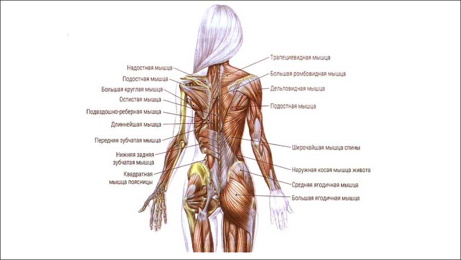 Мышцы спины человека схема