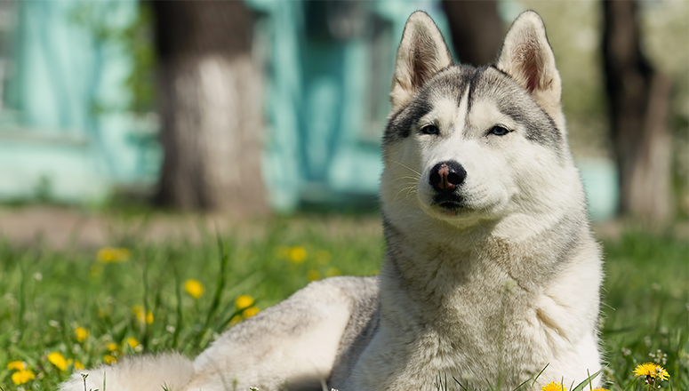 Владельцам, имеющим собак женского пола, следует быть готовым к естественным периодам течки у животного.