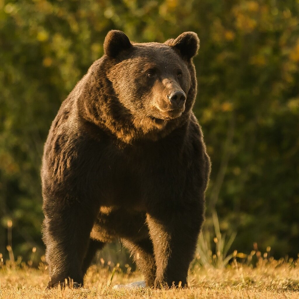 Добытый принцем 17-летний Артур (на фото) был самым крупным медведем, обитавшим на территории Евросоюза до 12 марта 2021 г. 