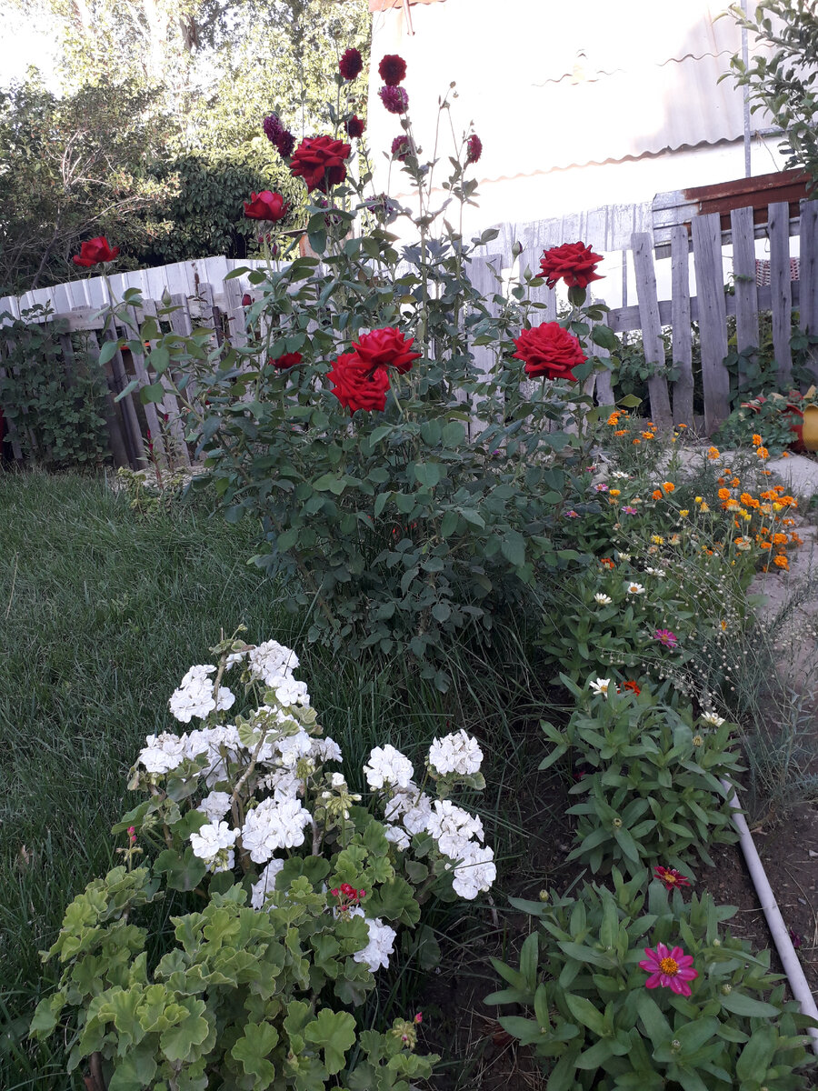 Дачные красоты